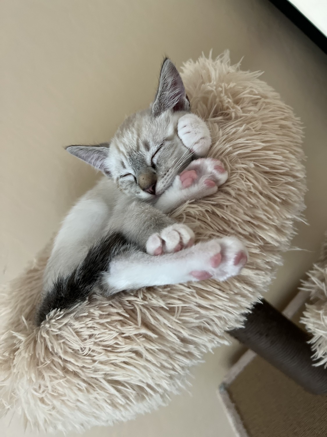 Siamese/Tabby Cats For Sale Gilbert, AZ 456957