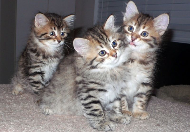 Siberian Cats For Sale Los Angeles, CA 157784 Petzlover