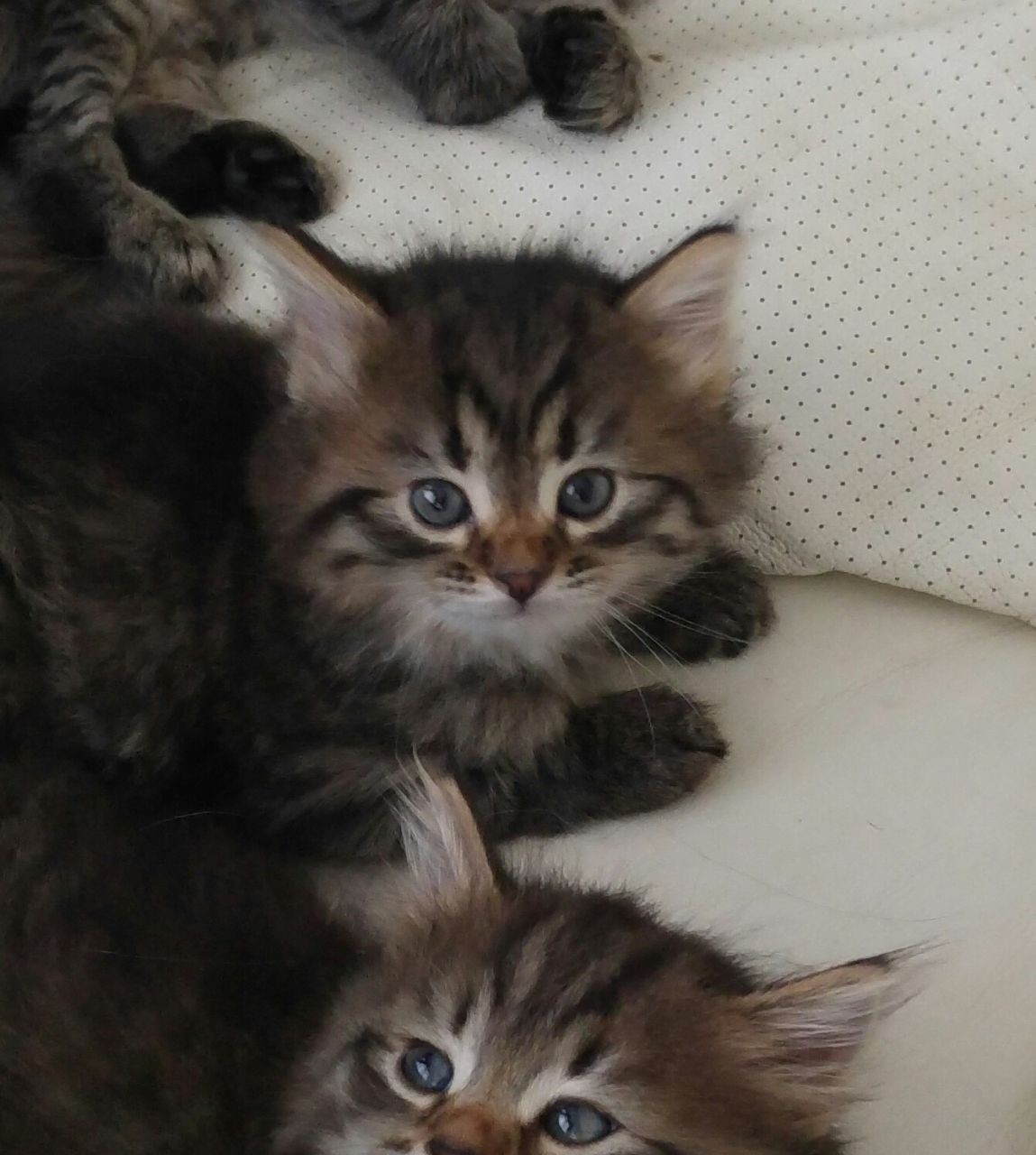 Siberian Cats For Sale Bronxdale Avenue, NY 218437