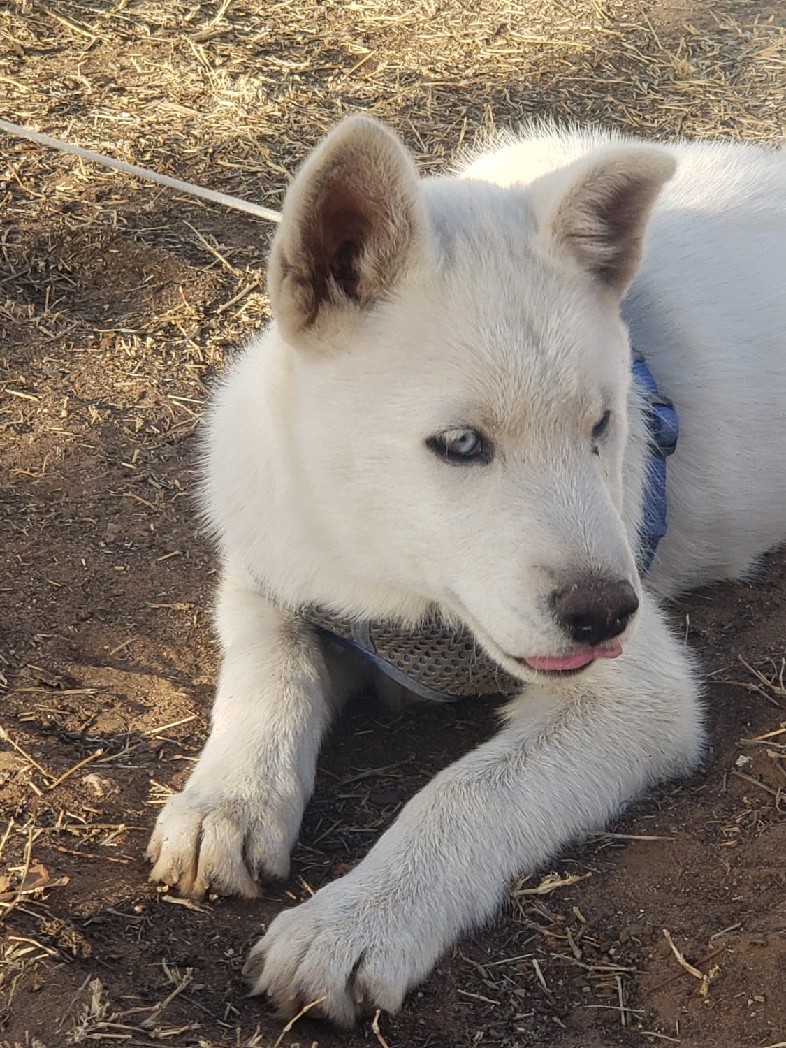 Siberian Husky Puppies For Sale Odessa, TX 400824
