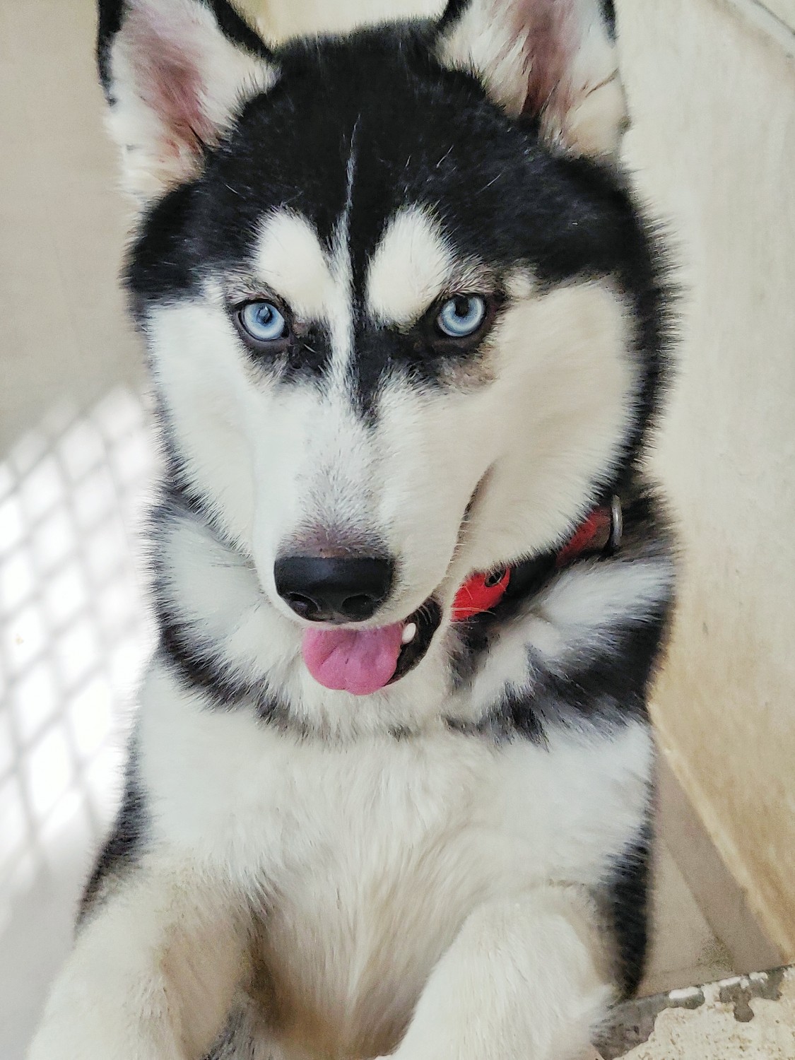 "Siberian Husky" Puppies For Sale Akshayanagar, KA 434237