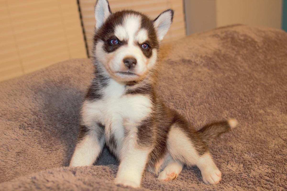 Siberian Husky Puppies For Sale Ocala, FL 126482