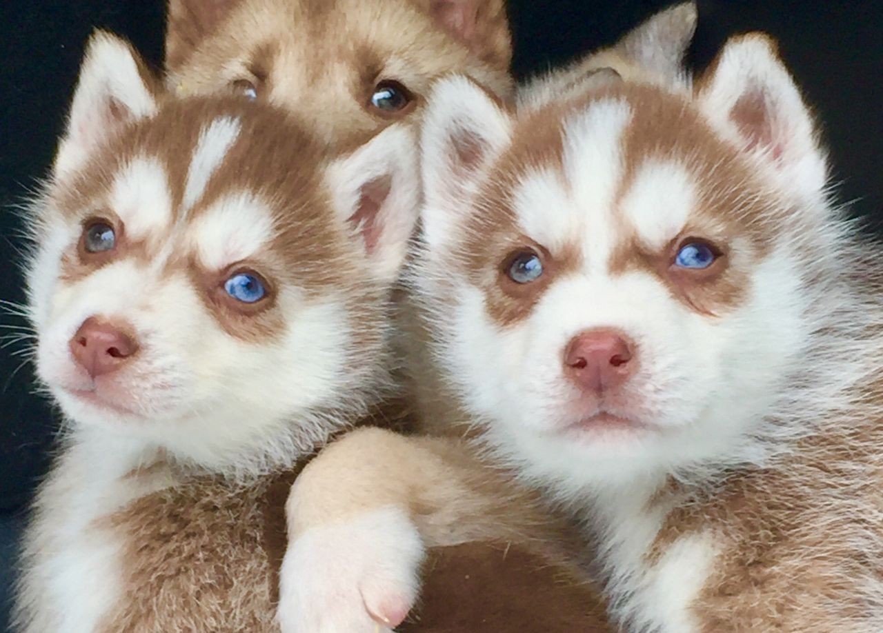 Siberian Husky Puppies For Sale Jacksonville, FL 196180