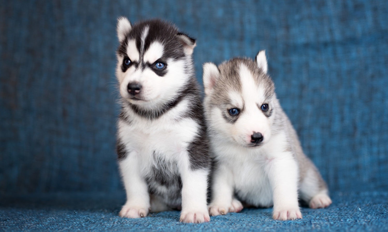 Siberian Husky Puppies For Sale | Virginia Beach Boulevard, VA #205066