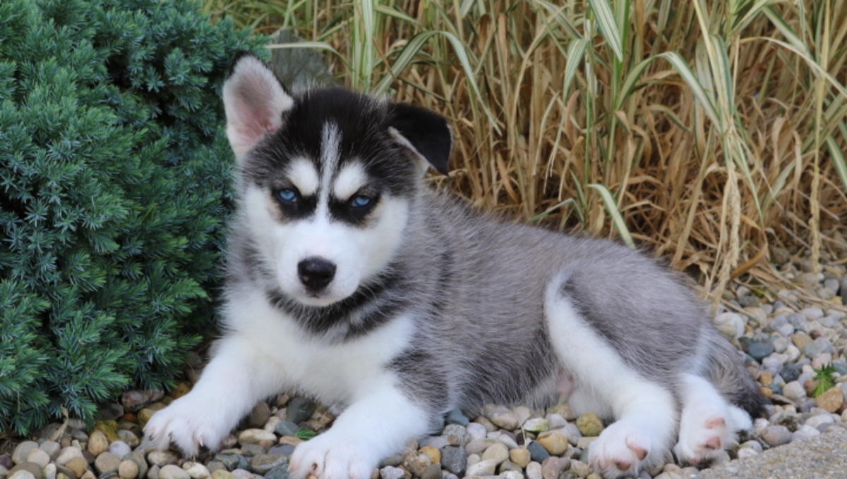 Droll Cheap Husky Puppies For Sale In Missouri l2sanpiero