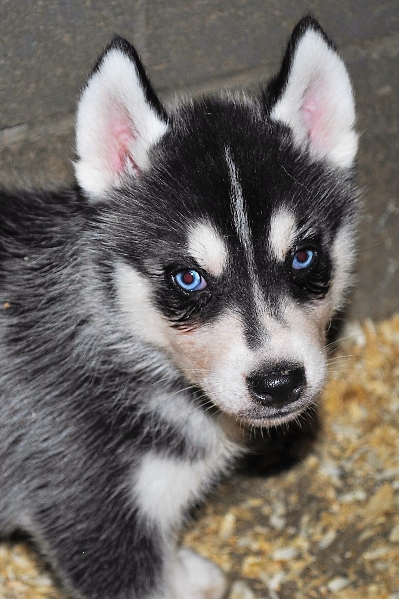 Siberian Husky Puppies For Sale Wareham, MA 235781