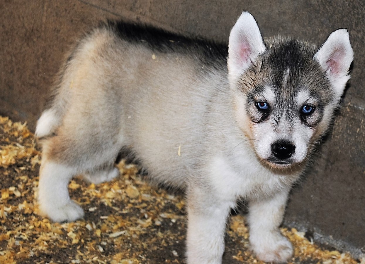 Siberian Husky Puppies For Sale Wareham, MA 235781