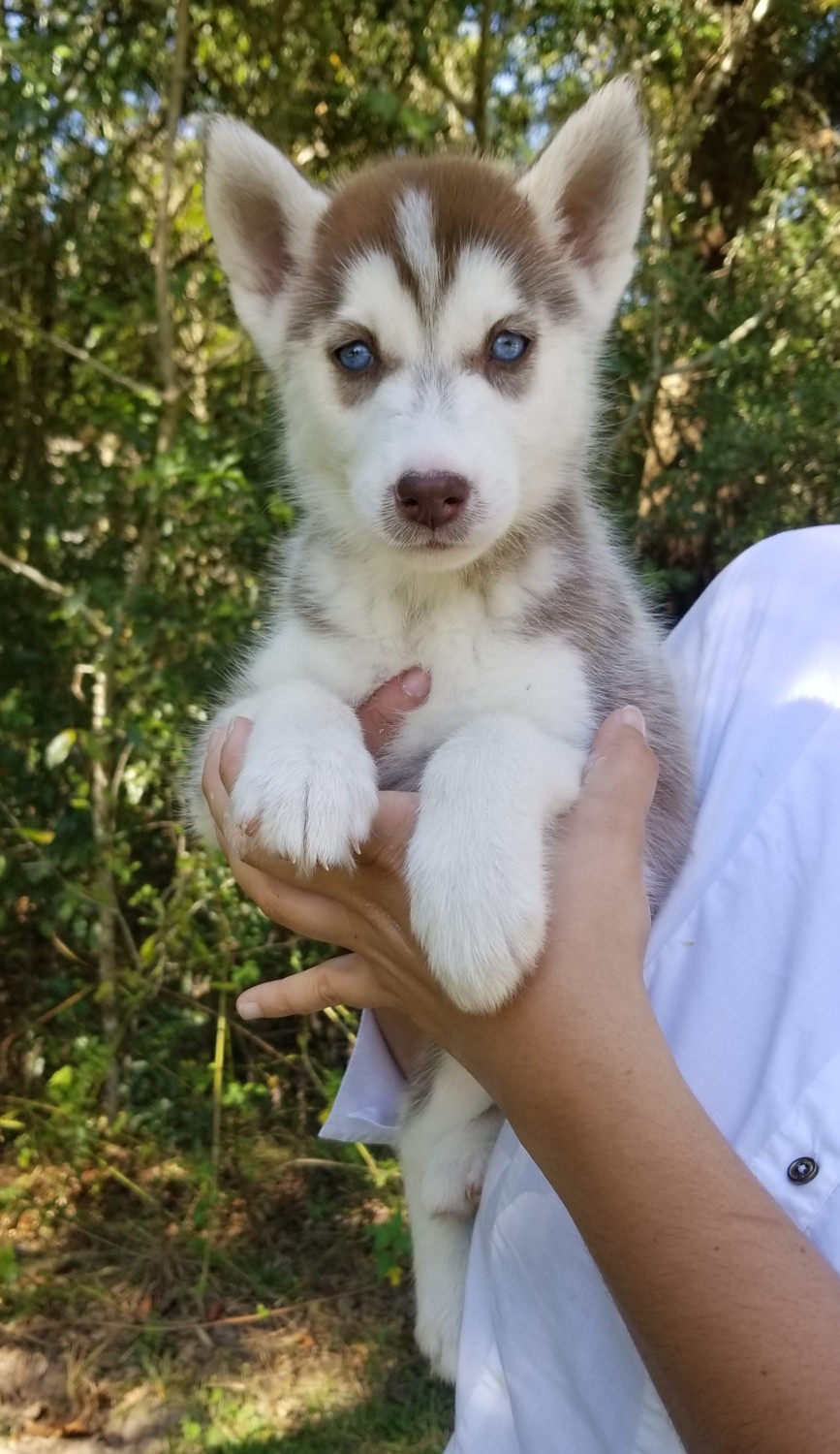 Siberian Husky Puppies For Sale Orlando, FL 250306