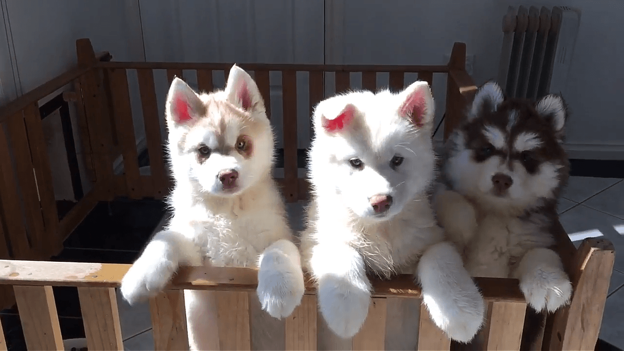 Siberian Husky Puppies For Sale | Dallas, TX #254052