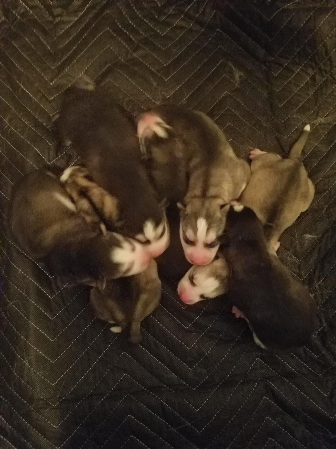 Siberian Husky Puppies For Sale Benton City, WA 259495