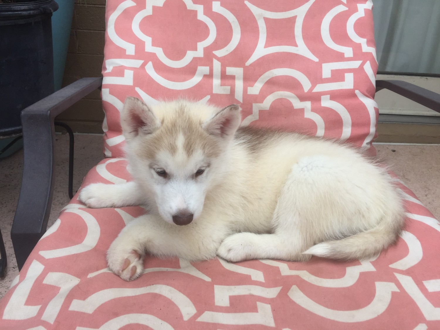 Siberian Husky Puppies For Sale | Phoenix, AZ #259589
