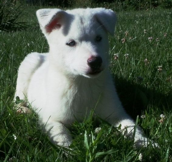 Siberian Husky Puppies For Sale Bountiful, UT 263229