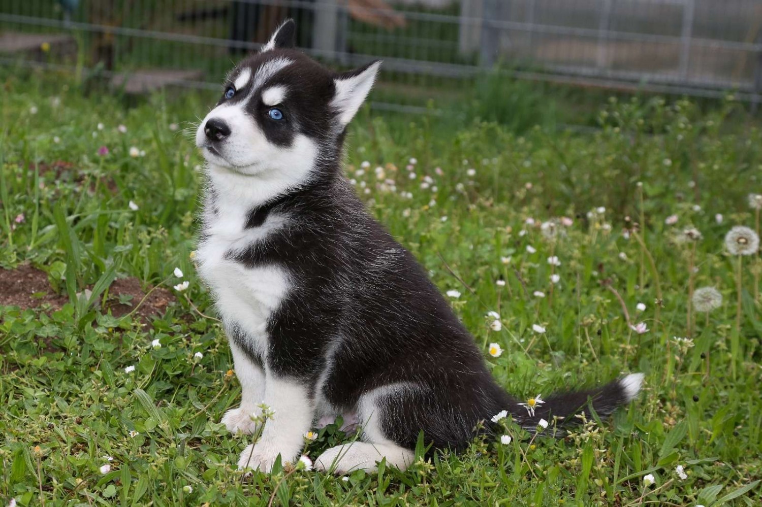 Siberian Husky Puppies For Sale Irving, TX 266843