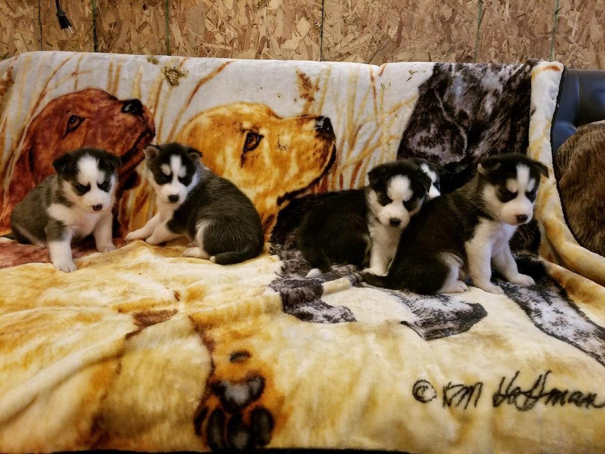 Siberian Husky Puppies For Sale Phoenix, AZ 267658