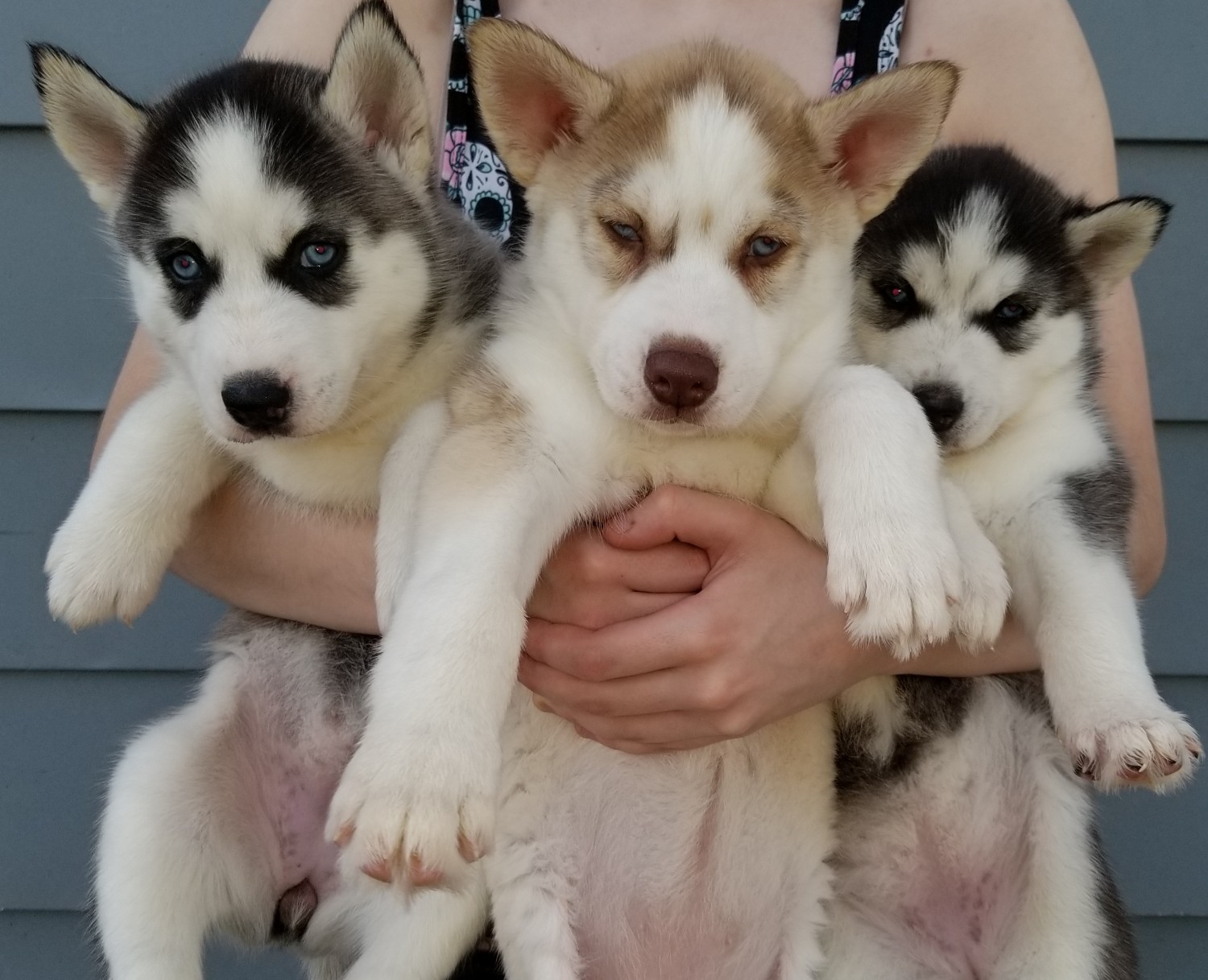 Siberian Husky Puppies For Sale | West Haven, CT #275673