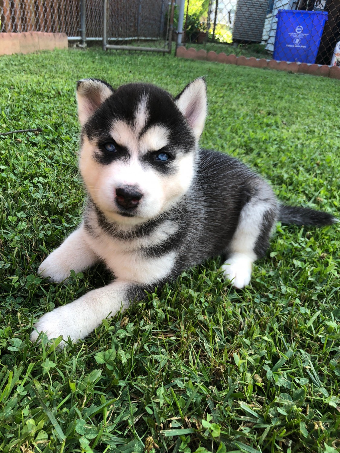Siberian Husky Puppies For Sale Philadelphia, PA 279873
