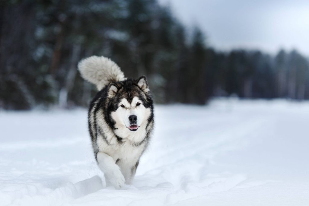Siberian Husky Dog Breed Information, Images, Characteristics, Health