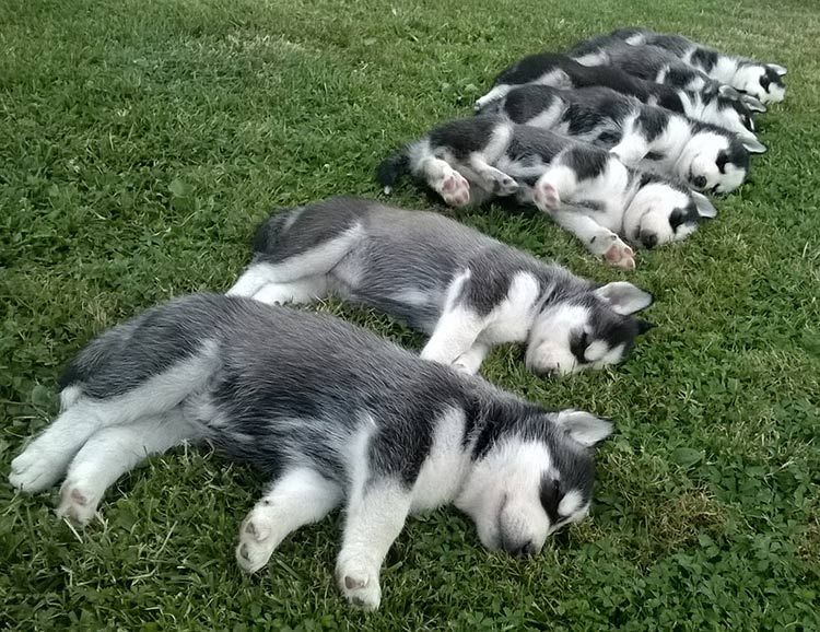 Siberian Husky Puppies For Sale New York, NY 286978