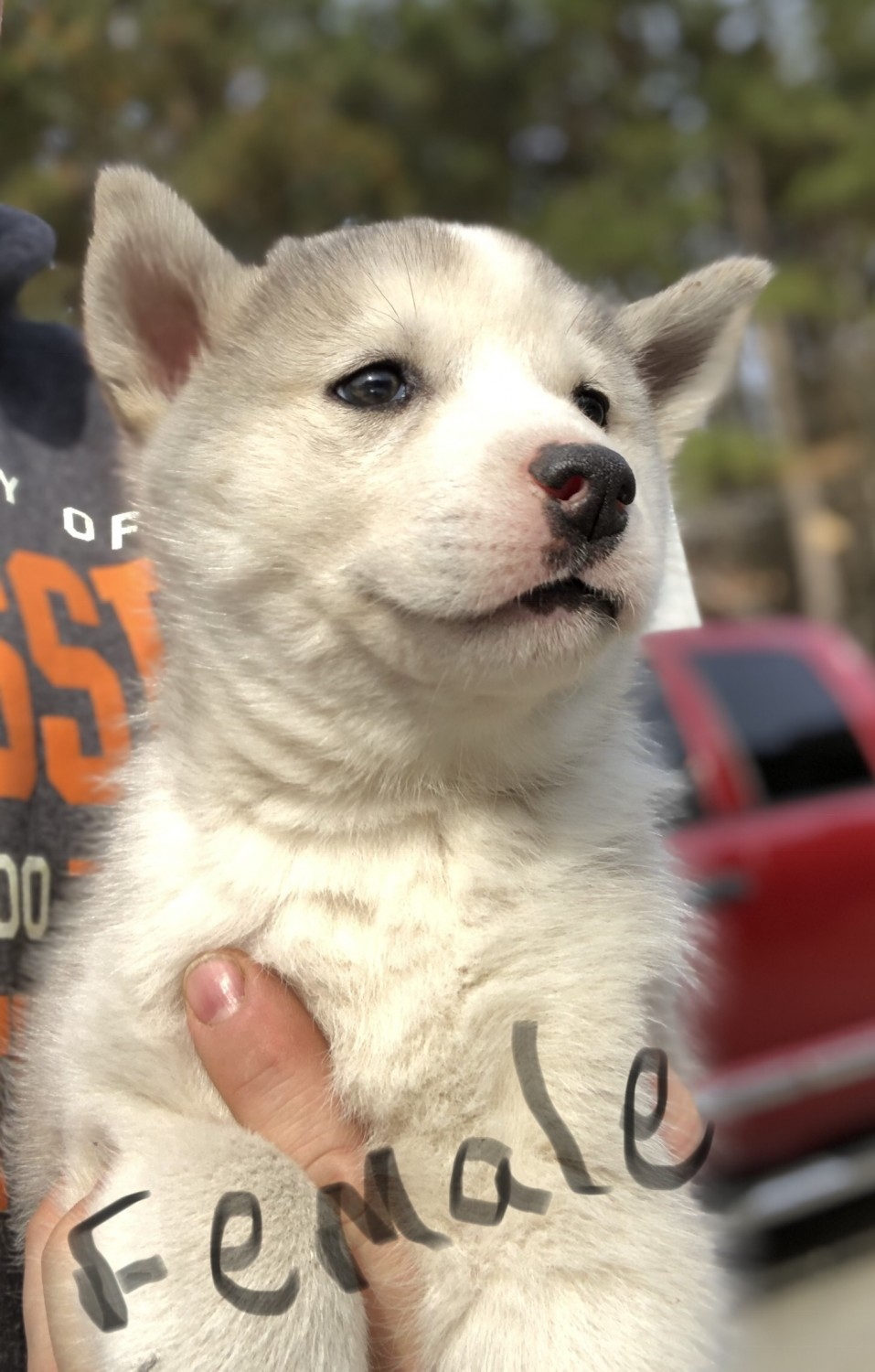 Siberian Husky Puppies For Sale Williamsburg, VA 287529