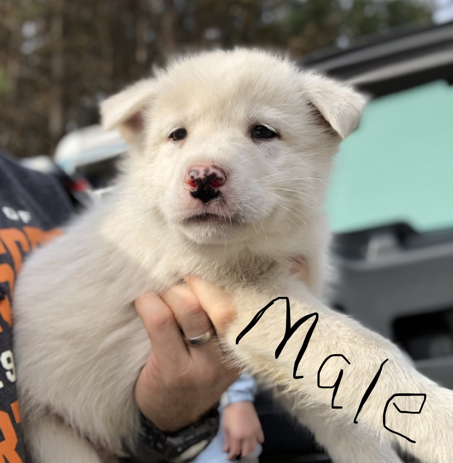 Siberian Husky Puppies For Sale Williamsburg, VA 287529