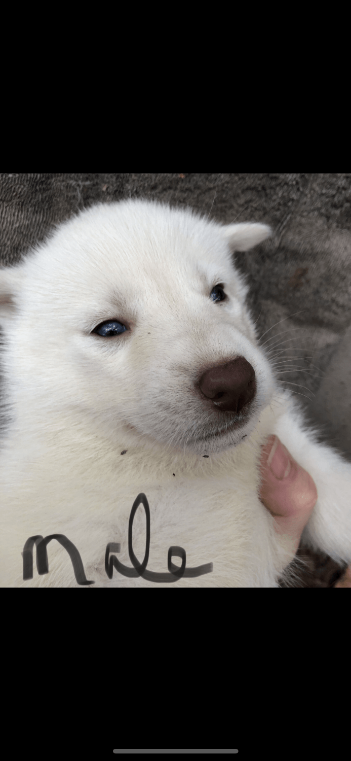 Siberian Husky Puppies For Sale Williamsburg, VA 287529