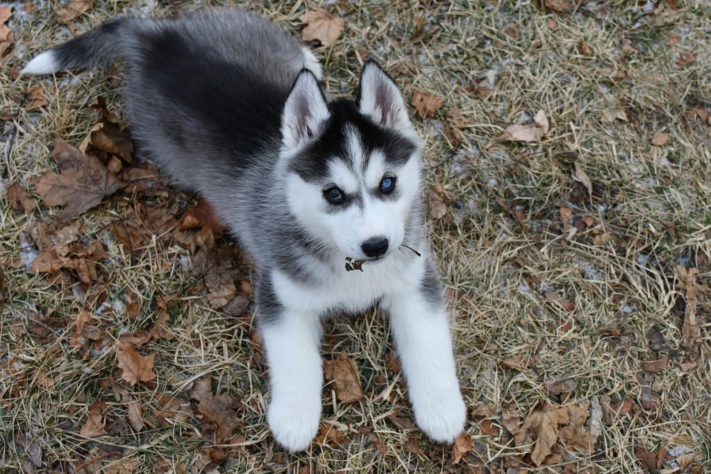 Siberian Husky Puppies For Sale | Des Plaines, IL #291014