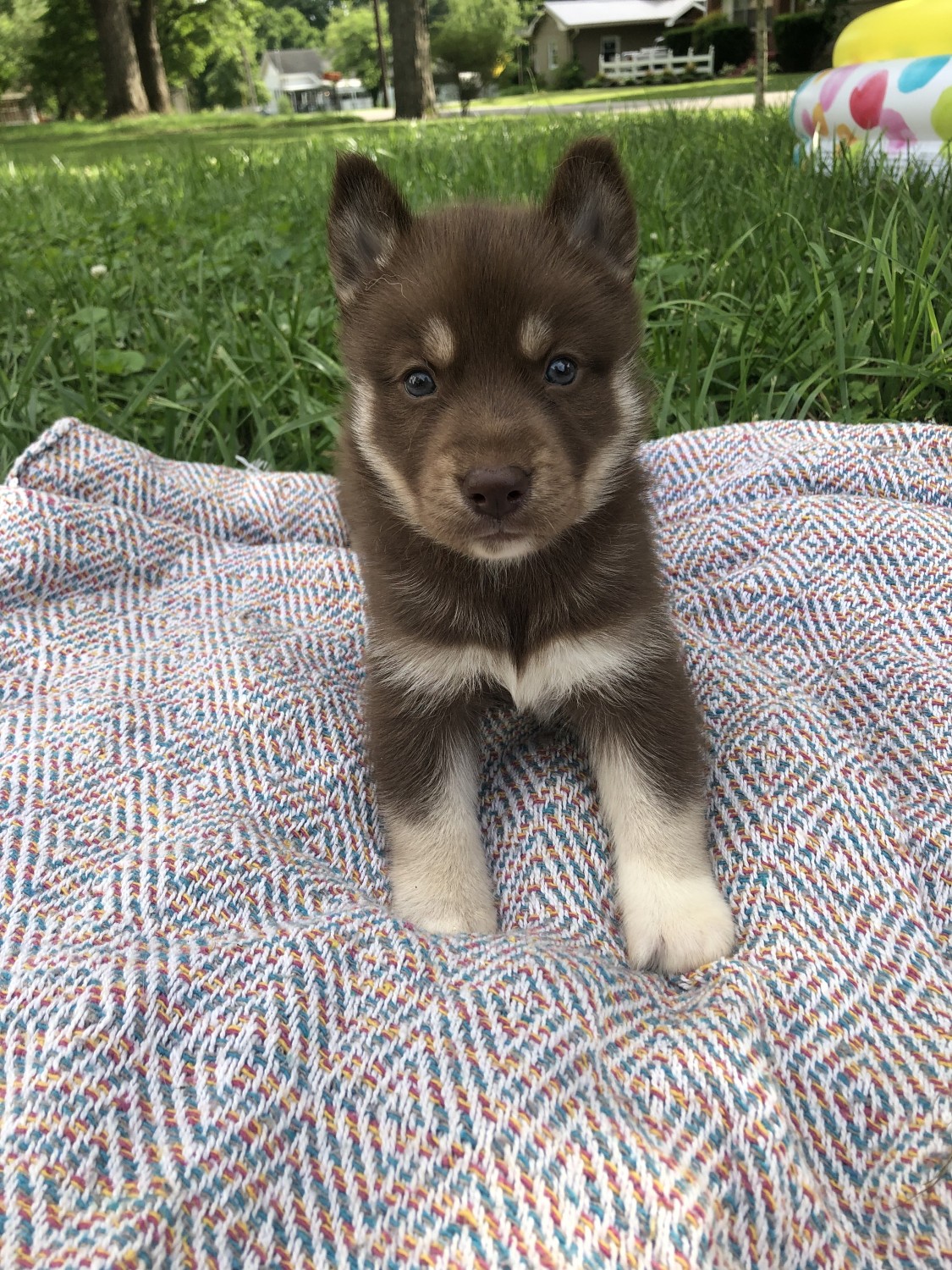 Siberian Husky Puppies For Sale Hopkinsville, KY 300289