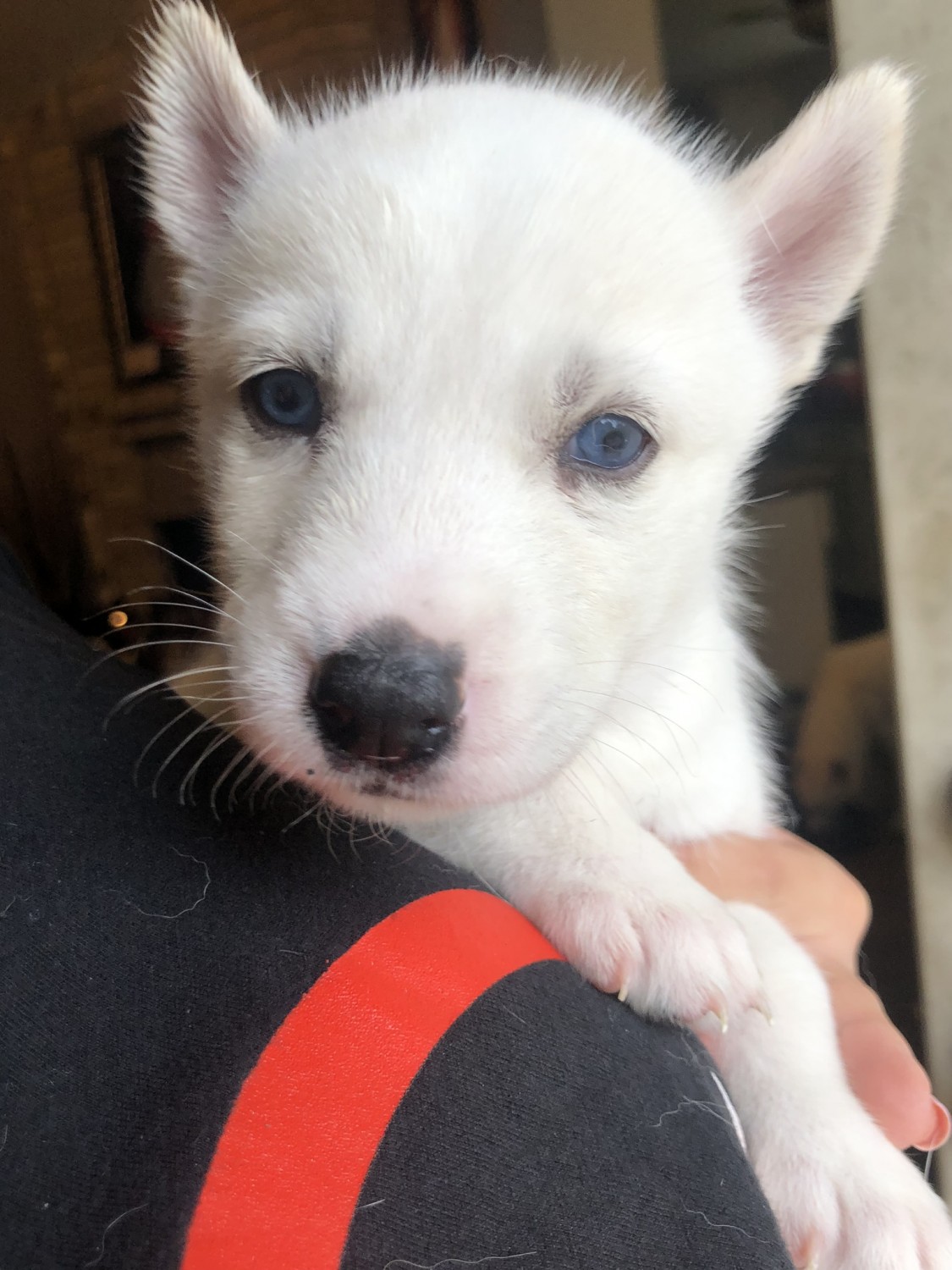 Siberian Husky Puppies For Sale Houston, TX 302306