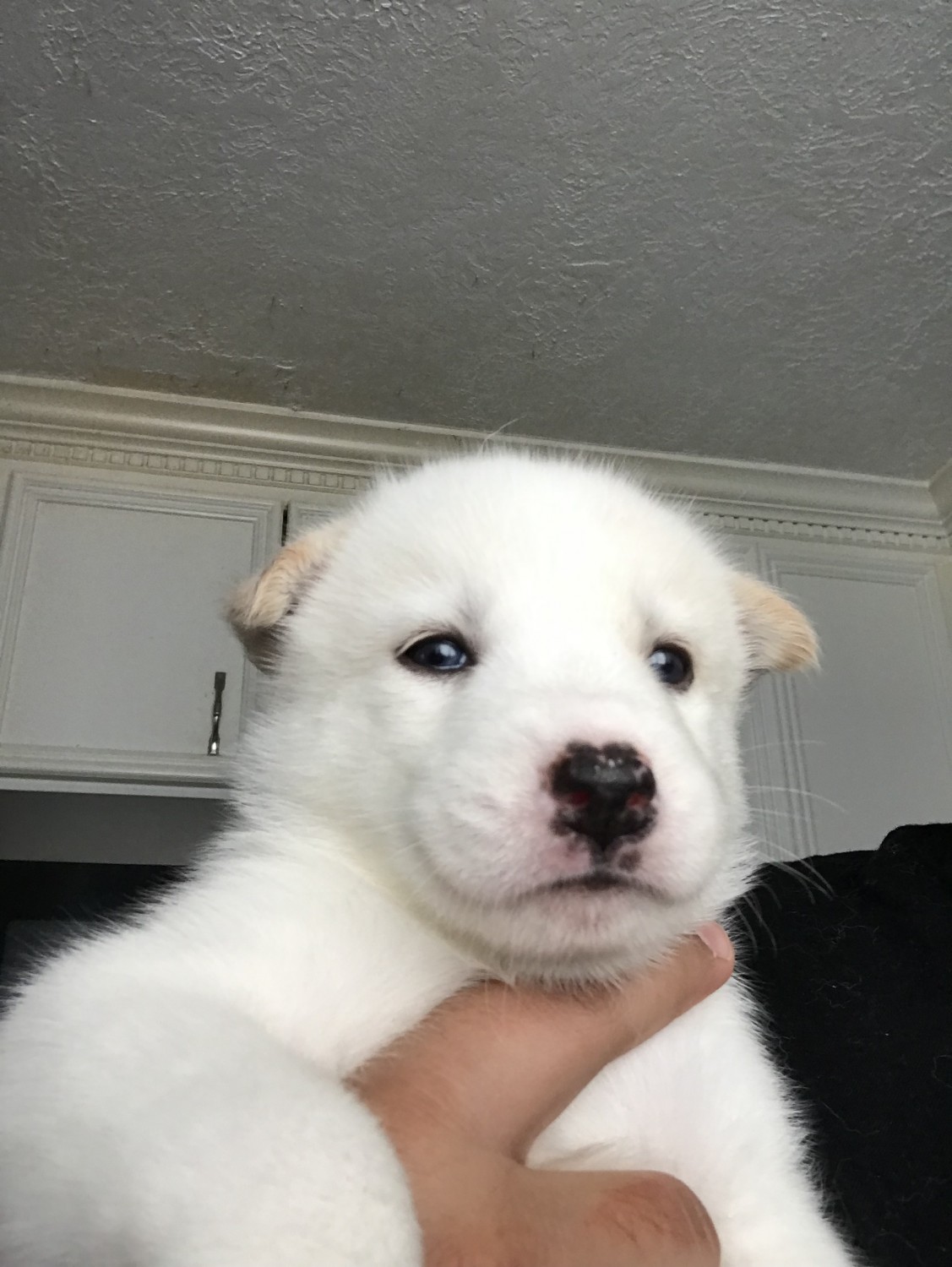 Siberian Husky Puppies For Sale Houston, TX 302306