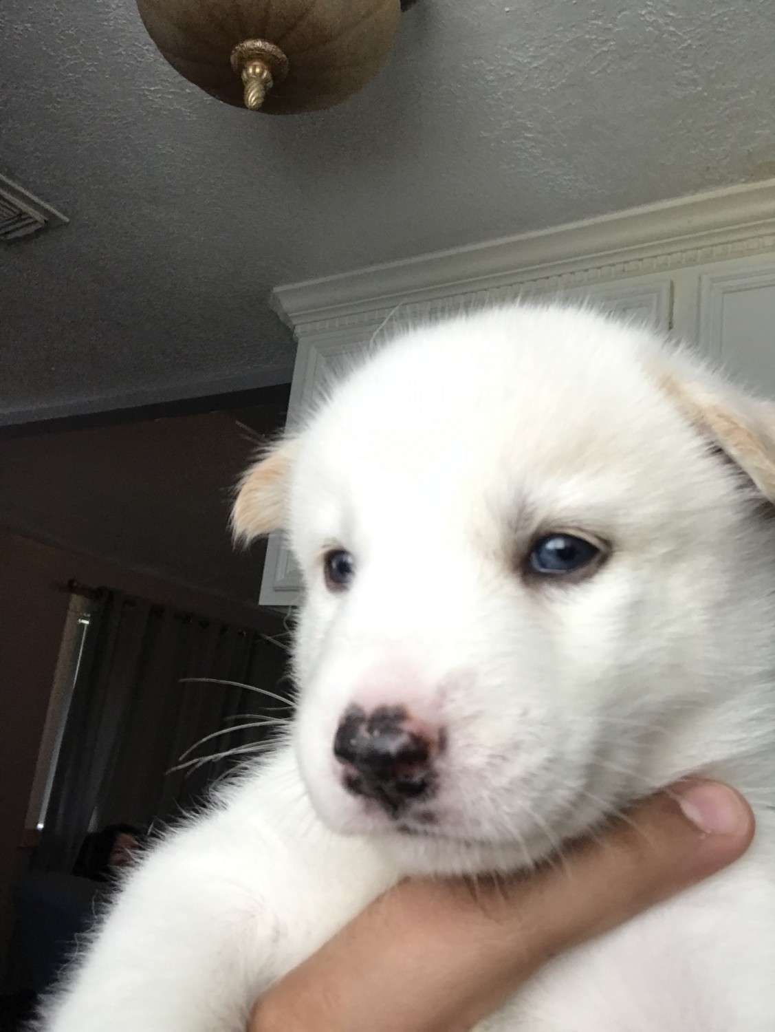 Siberian Husky Puppies For Sale Houston, TX 302306