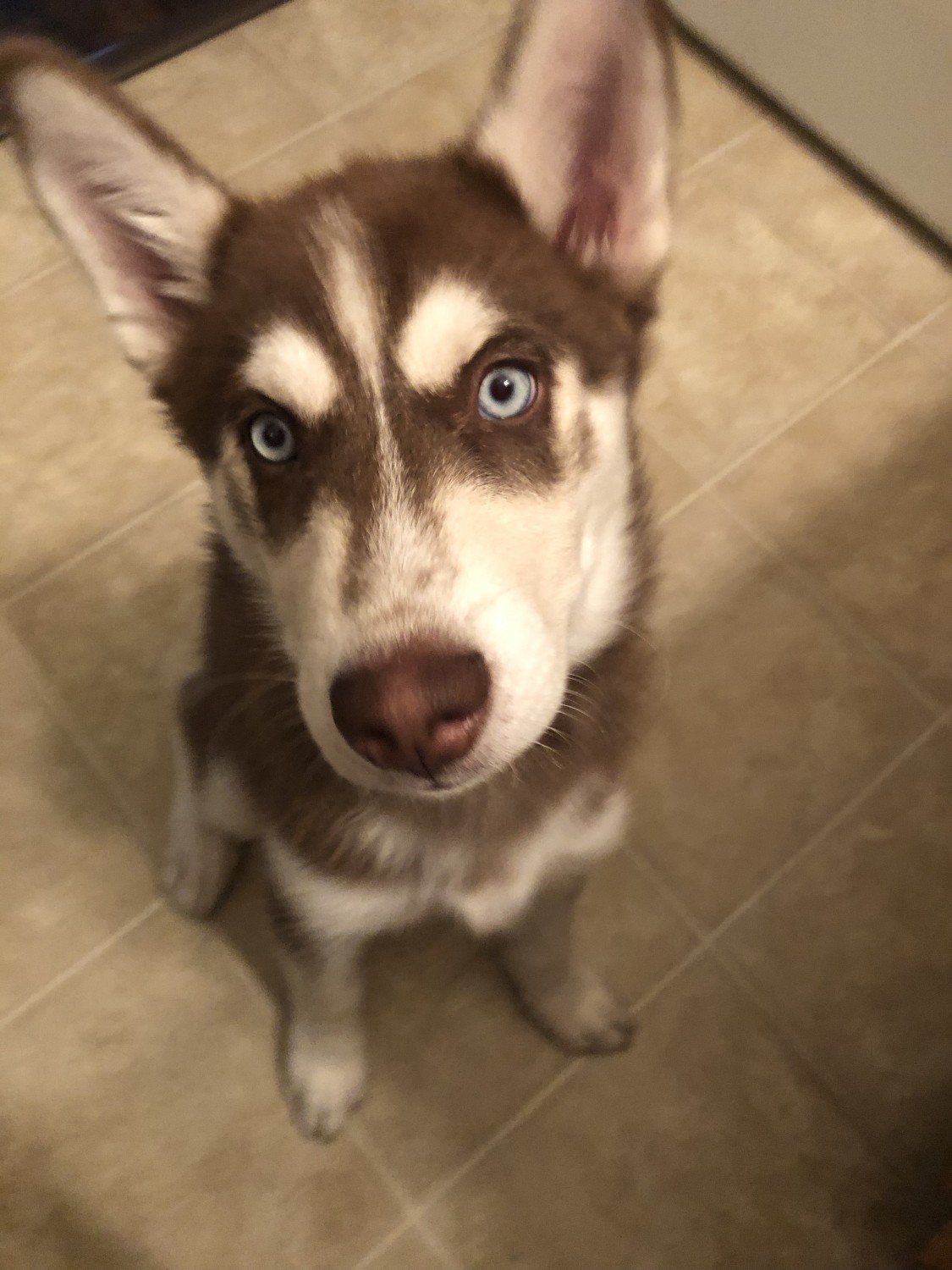 3 month old siberian husky