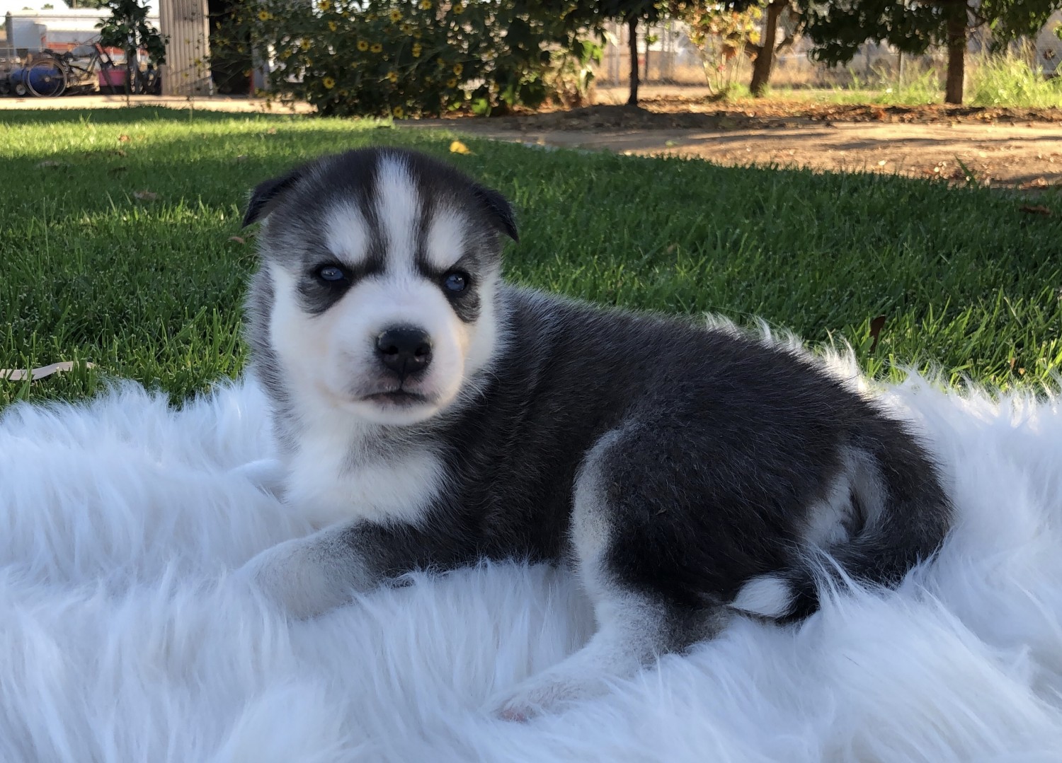 5 week old husky puppy