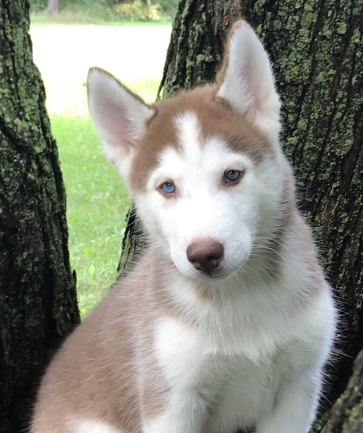 Siberian Husky Puppies For Sale | In Netherlands