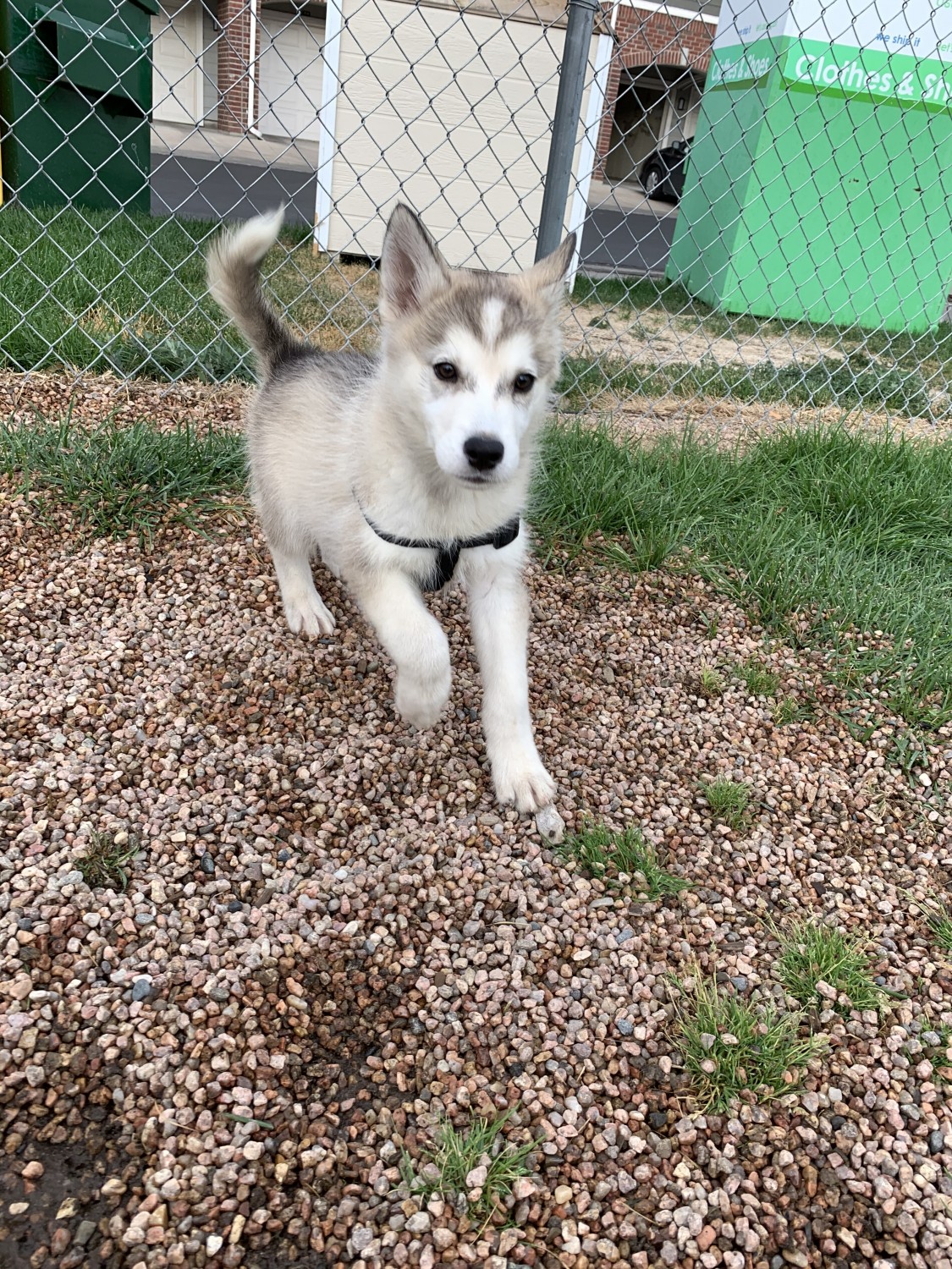Siberian Husky Puppies For Sale Colorado Springs, CO 310133