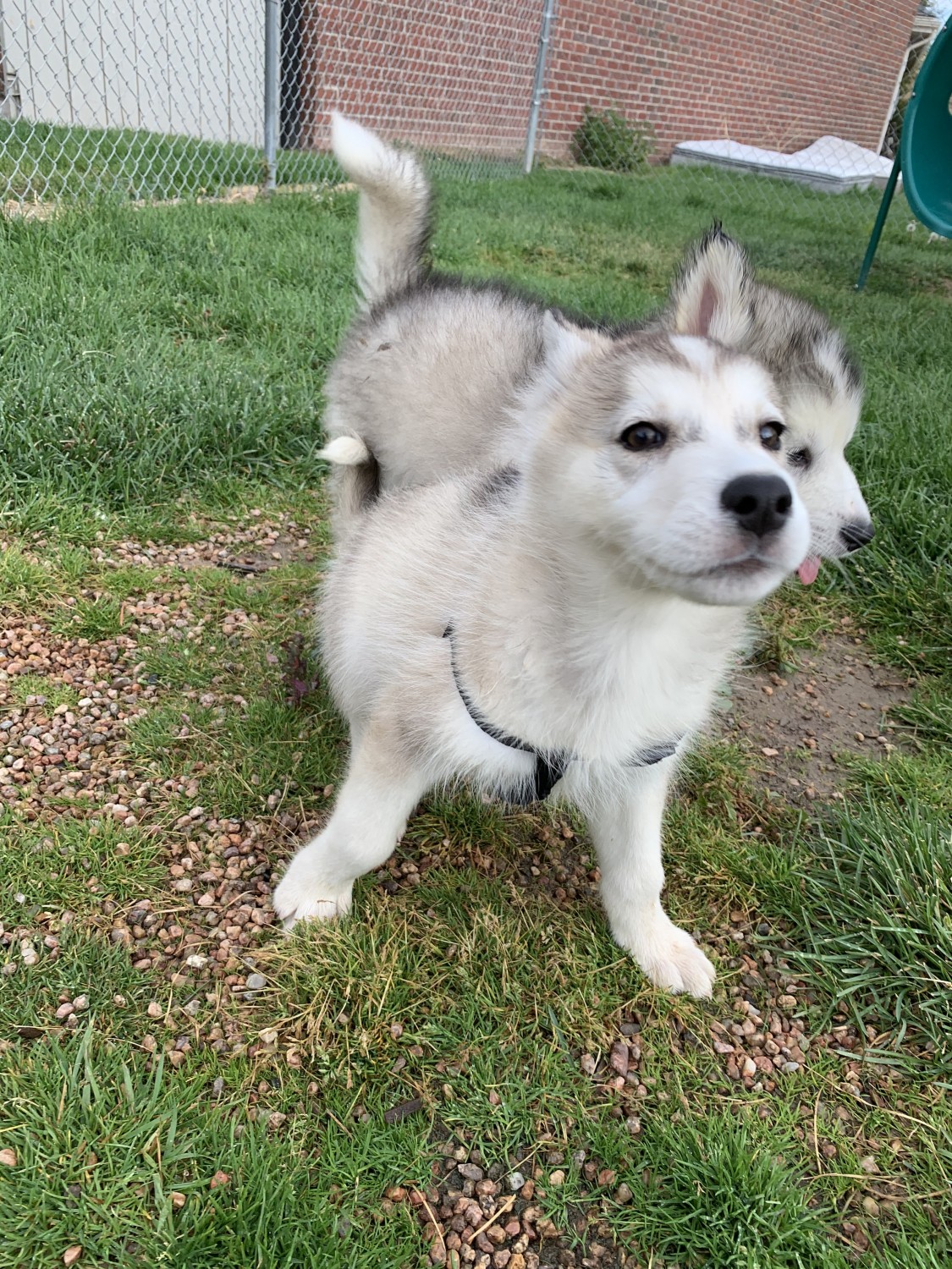 Siberian Husky Puppies For Sale Colorado Springs, CO 310133