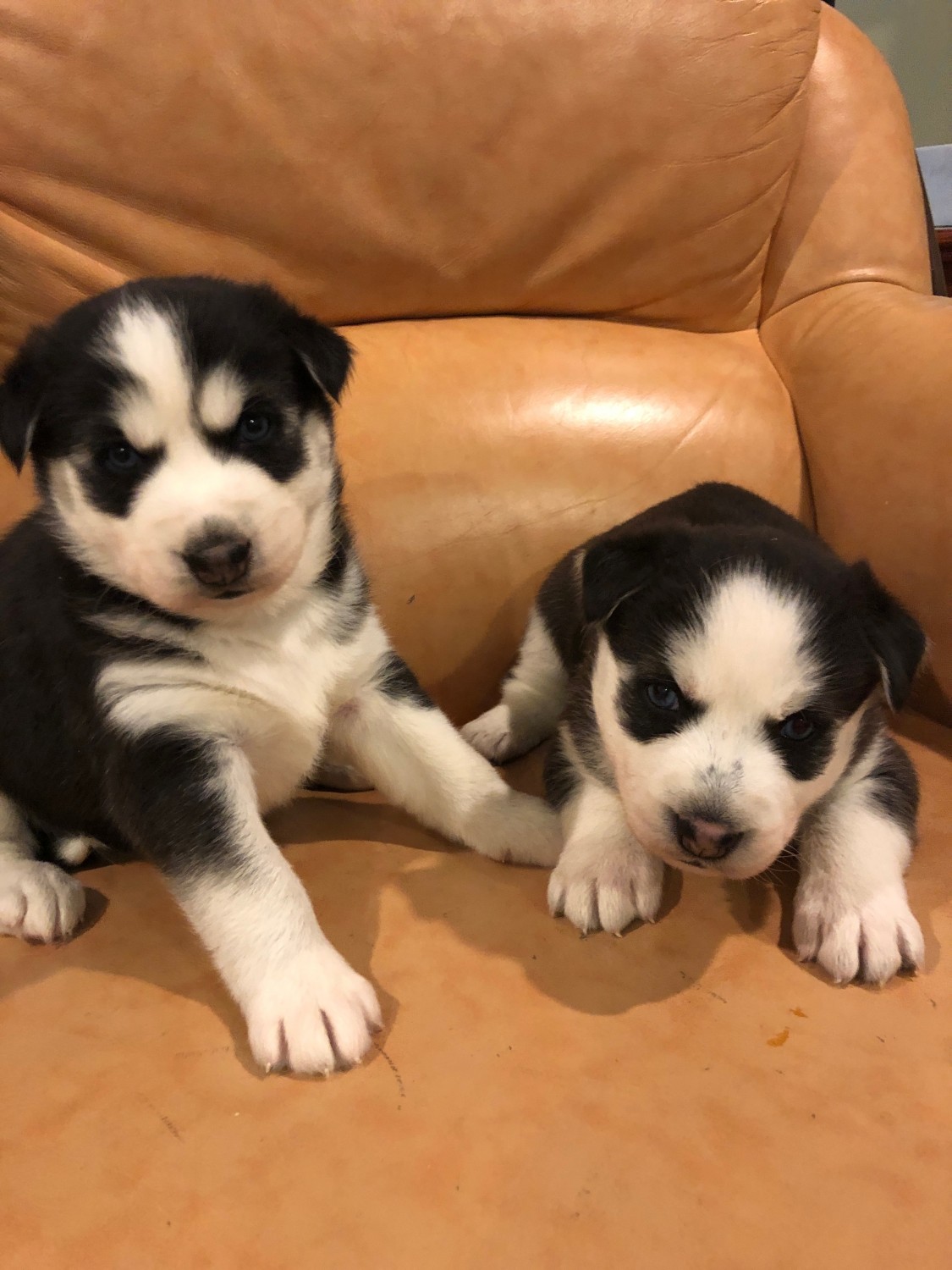 Siberian Husky Puppies For Sale Philadelphia, PA 316202