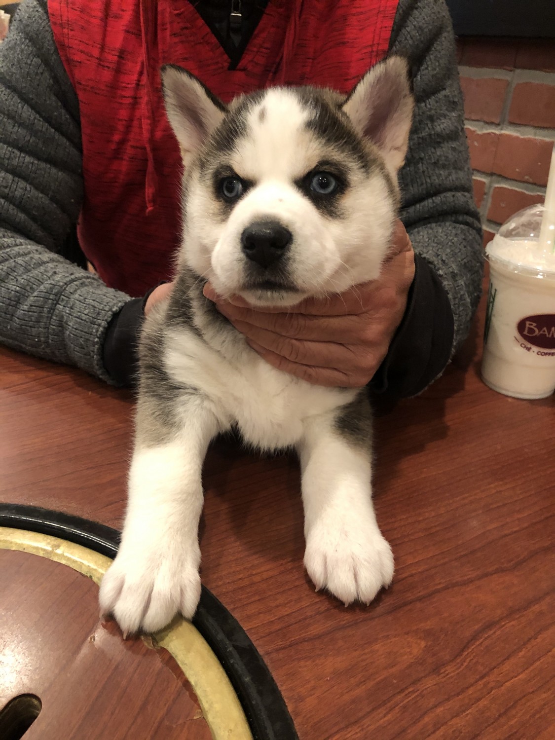 Siberian Husky Puppies For Sale Philadelphia, PA 316202