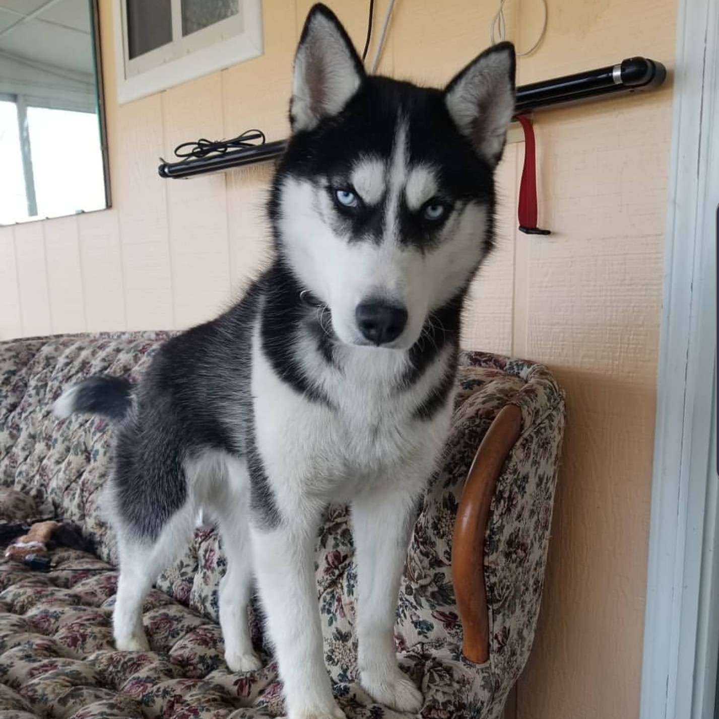1 year old siberian husky for sale