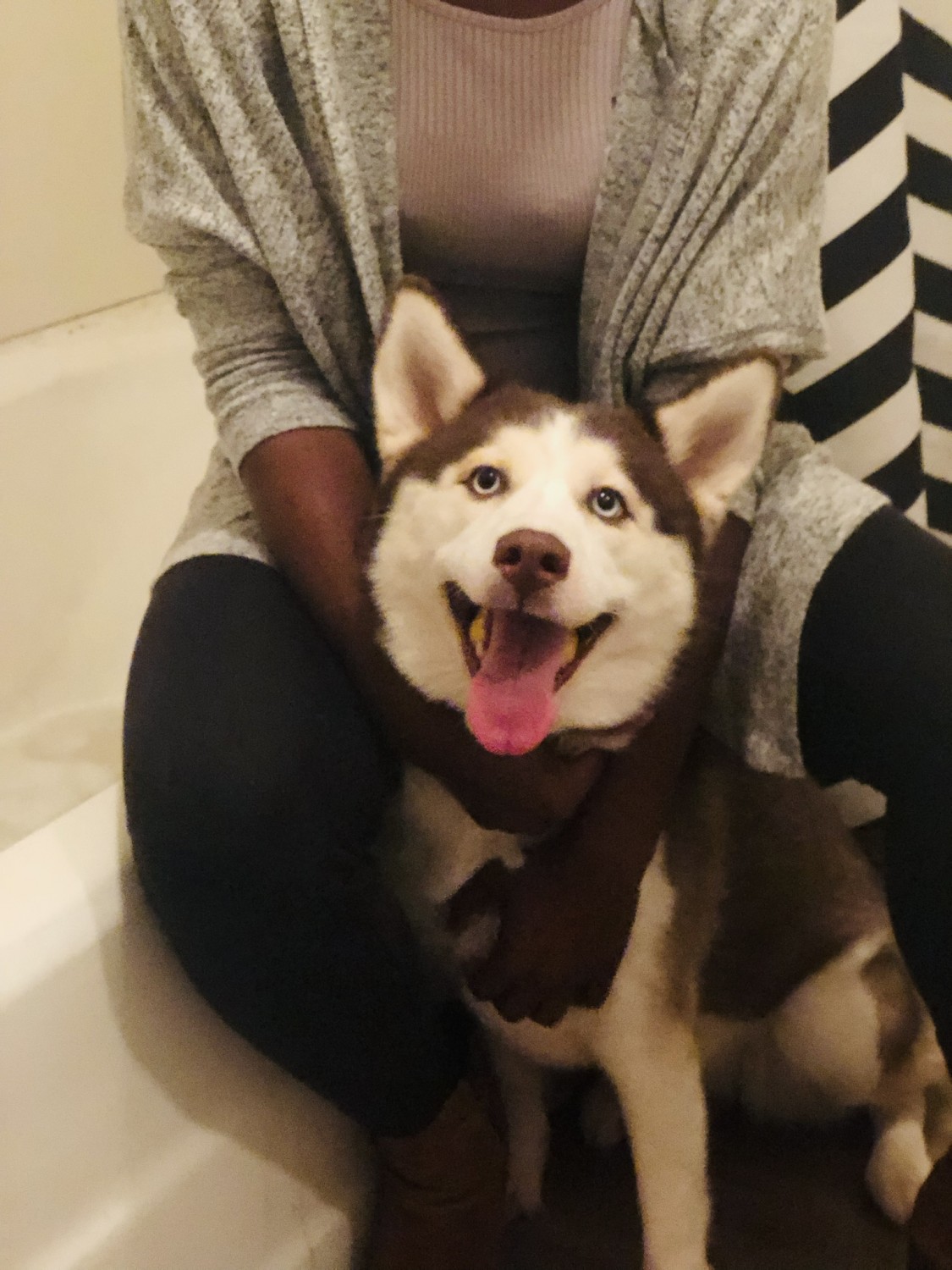 Siberian Husky Puppies For Sale Jacksonville, FL 319046