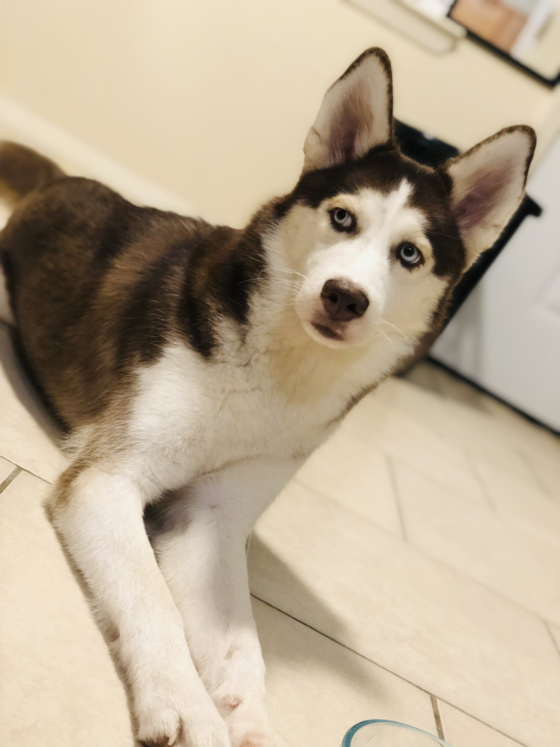Siberian Husky Puppies For Sale Jacksonville, FL 319046