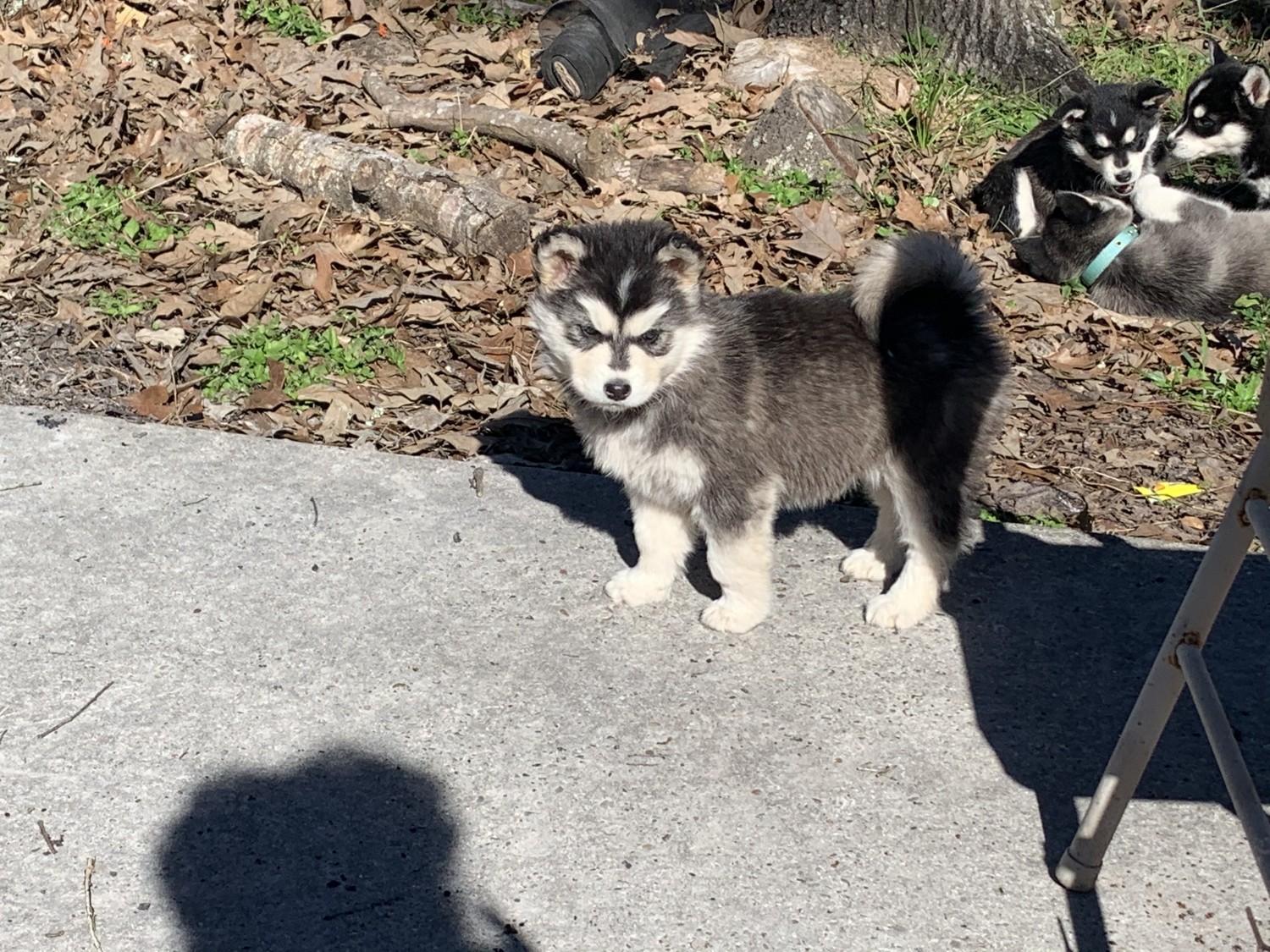 Siberian Husky Puppies For Sale Magnolia, TX 322348