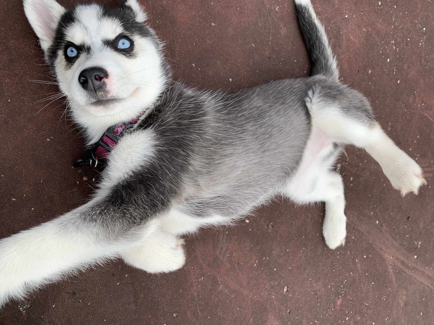 Free Husky Puppies In Indiana - Ellie - puppy AKC Siberian Husky for