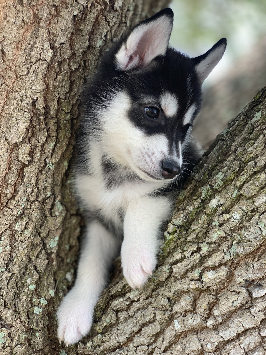 Siberian Husky Puppies For Sale Florida Center, FL 327565