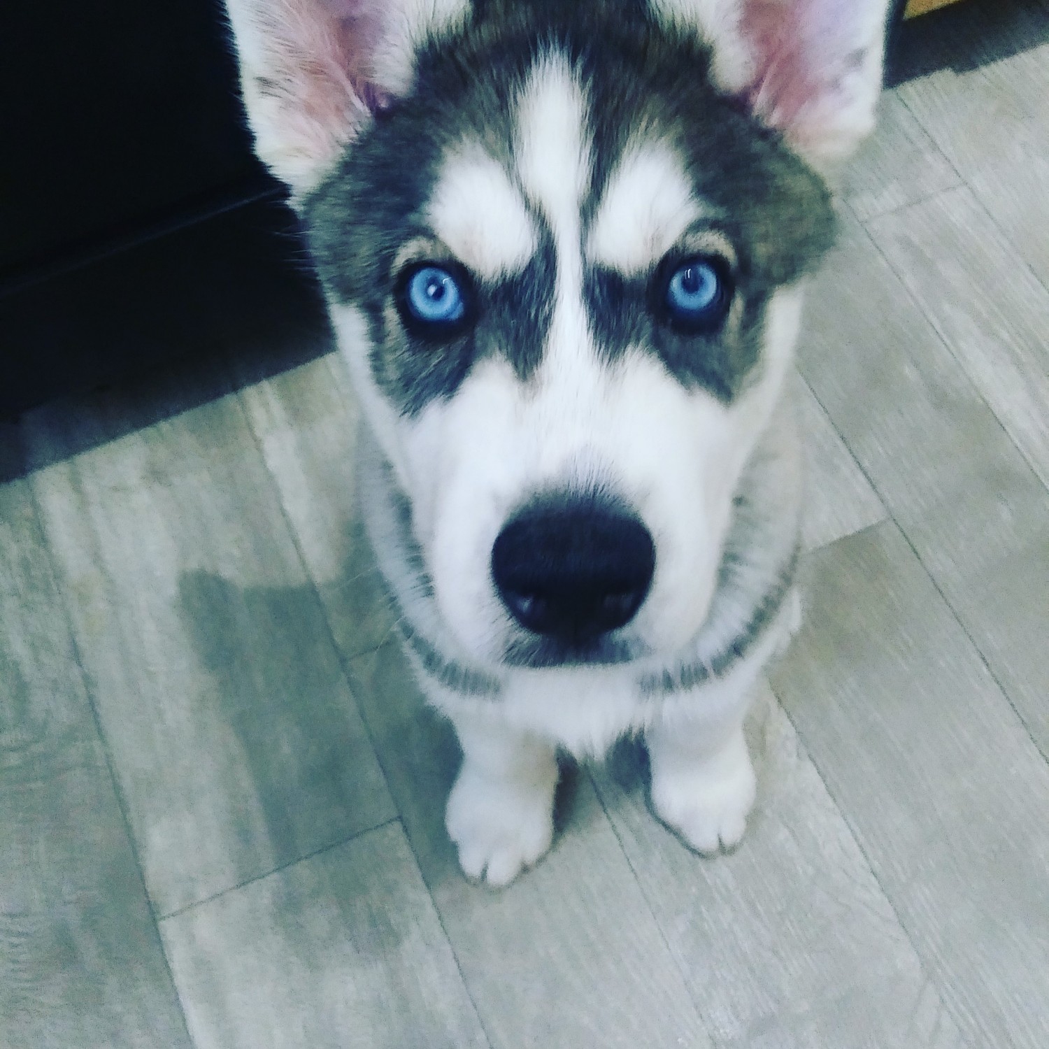 "Siberian Husky" Puppies For Sale Hampton, VA 329306