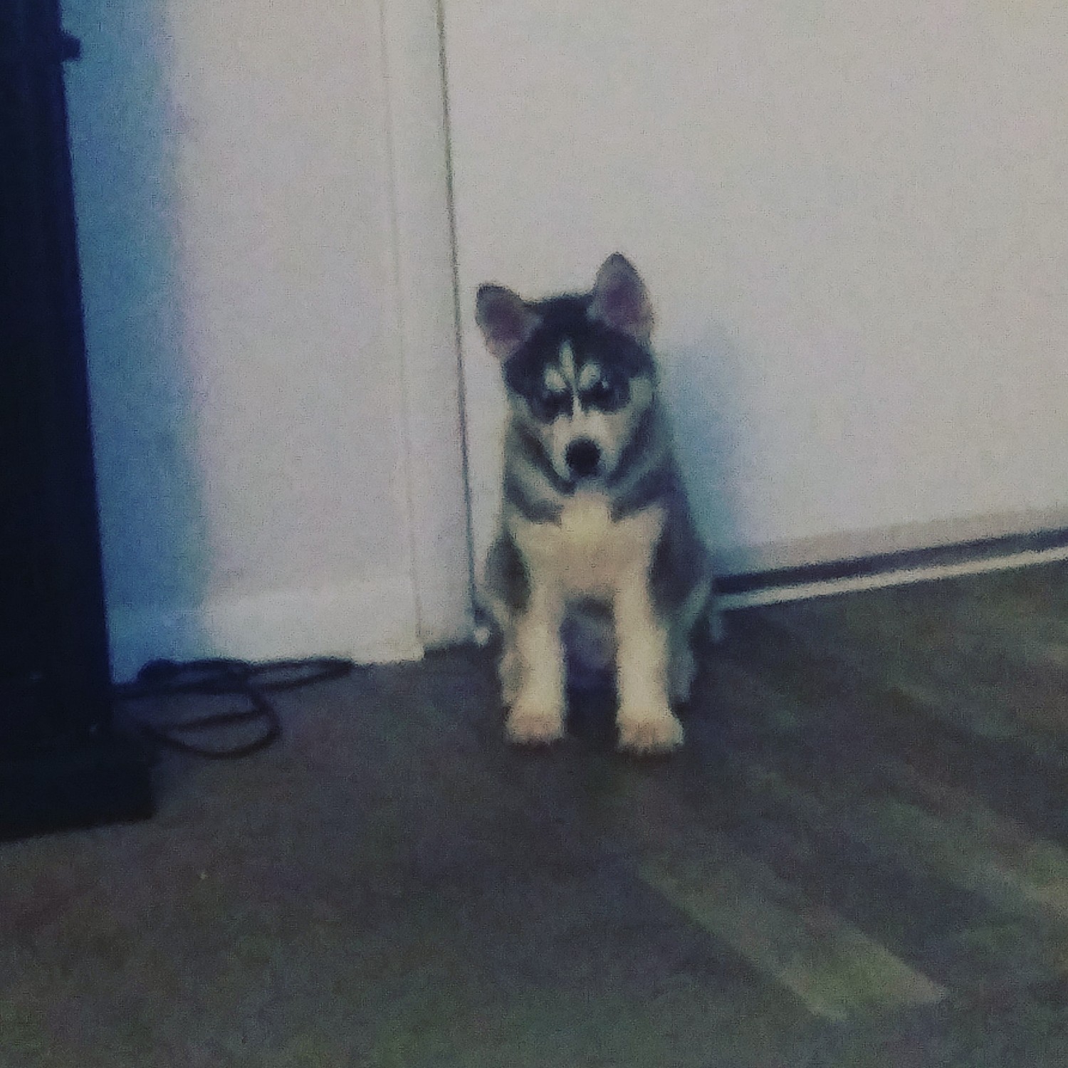 "Siberian Husky" Puppies For Sale Hampton, VA 329306