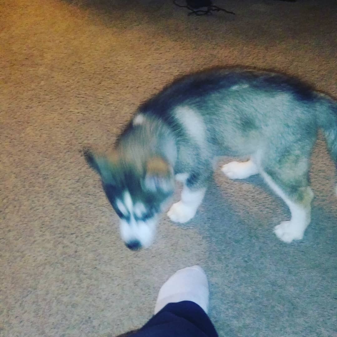 "Siberian Husky" Puppies For Sale Hampton, VA 329306