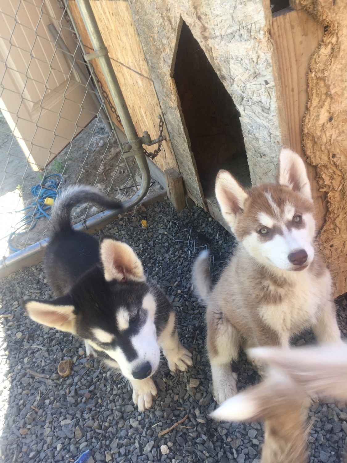 Siberian Husky Puppies For Sale | Kennewick, WA #331168