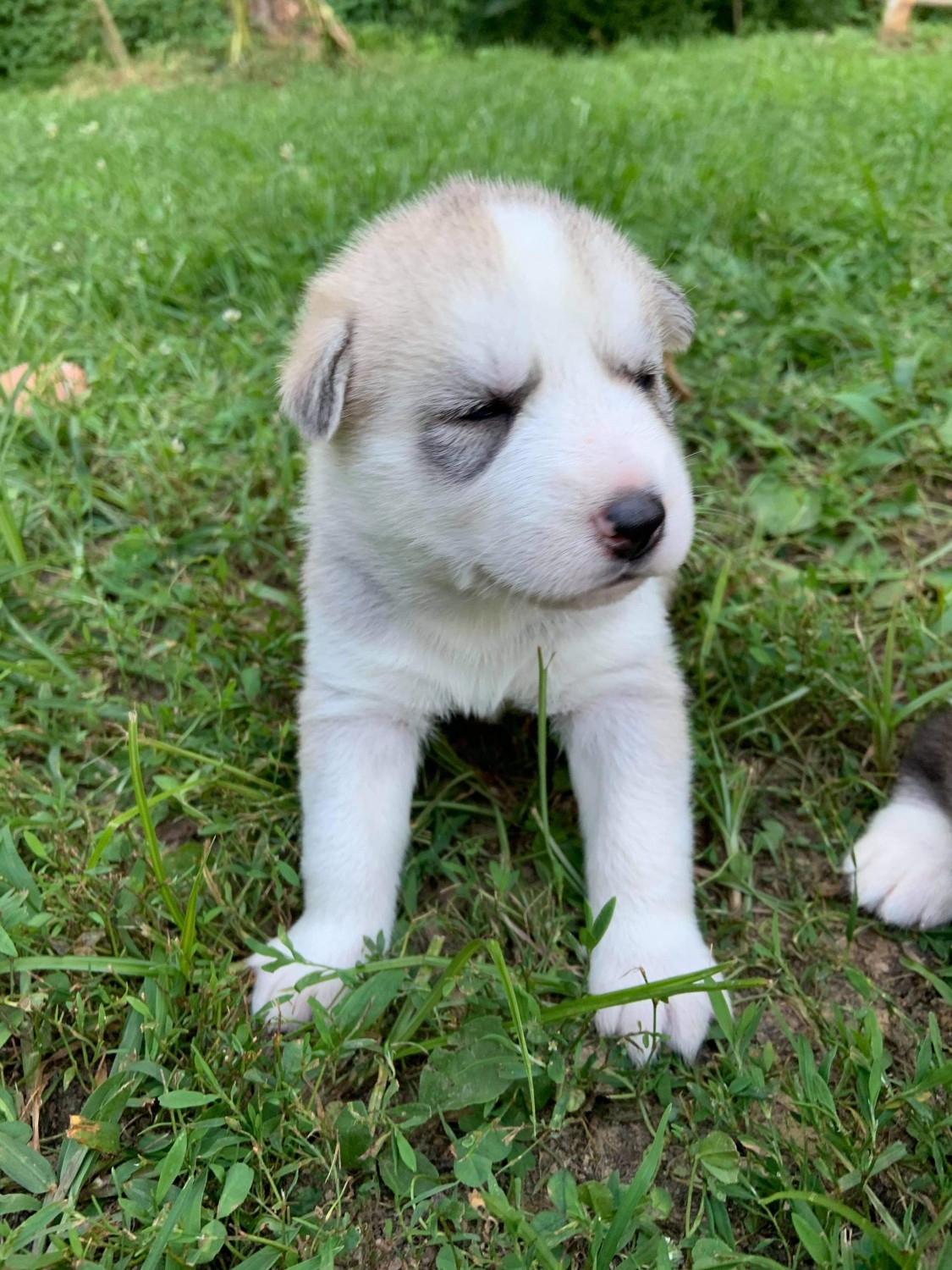 Husky Puppies For Sale In Indiana Craigslist