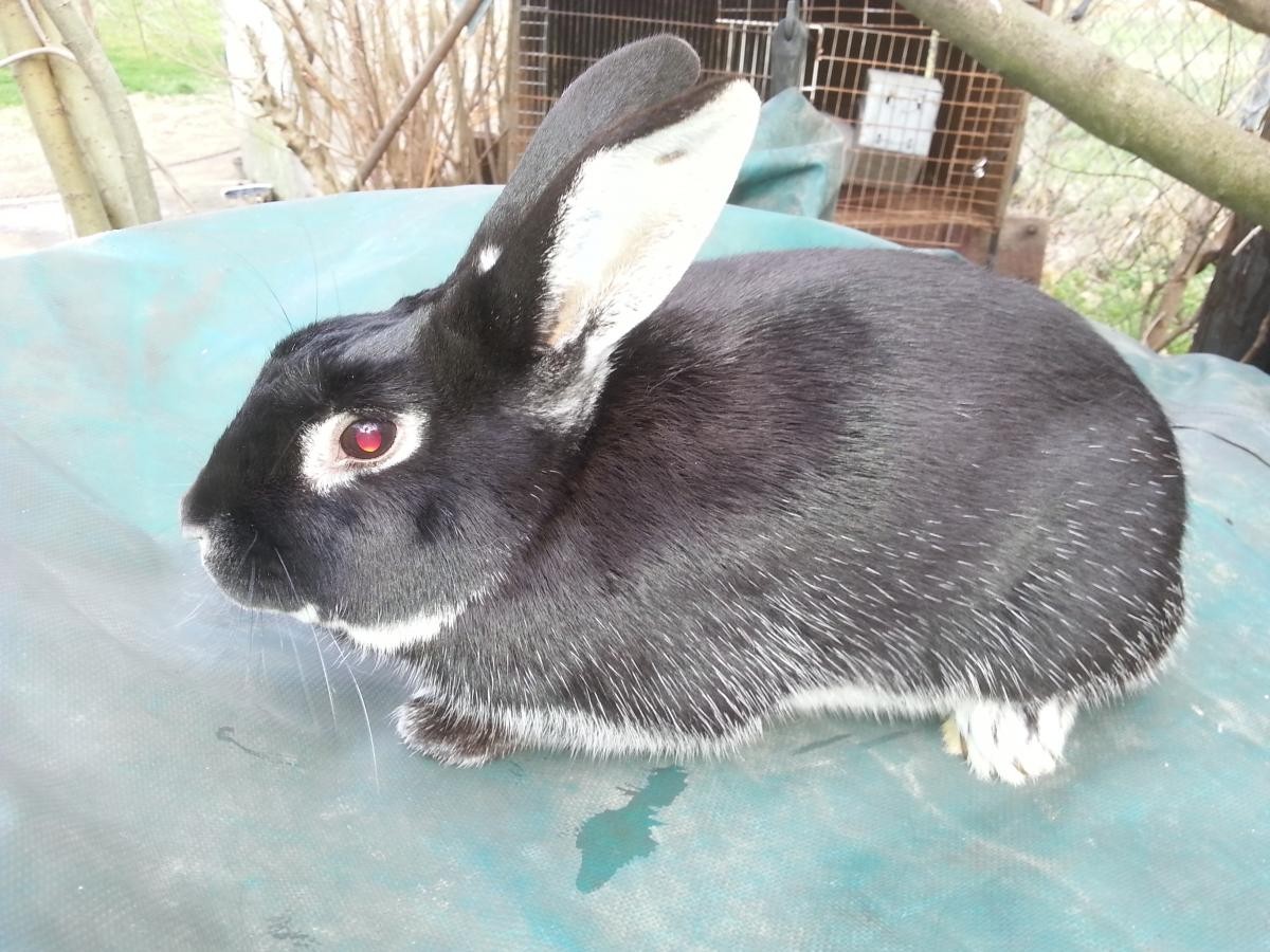Silver Marten Rabbits For Sale | Roseville, OH #129450