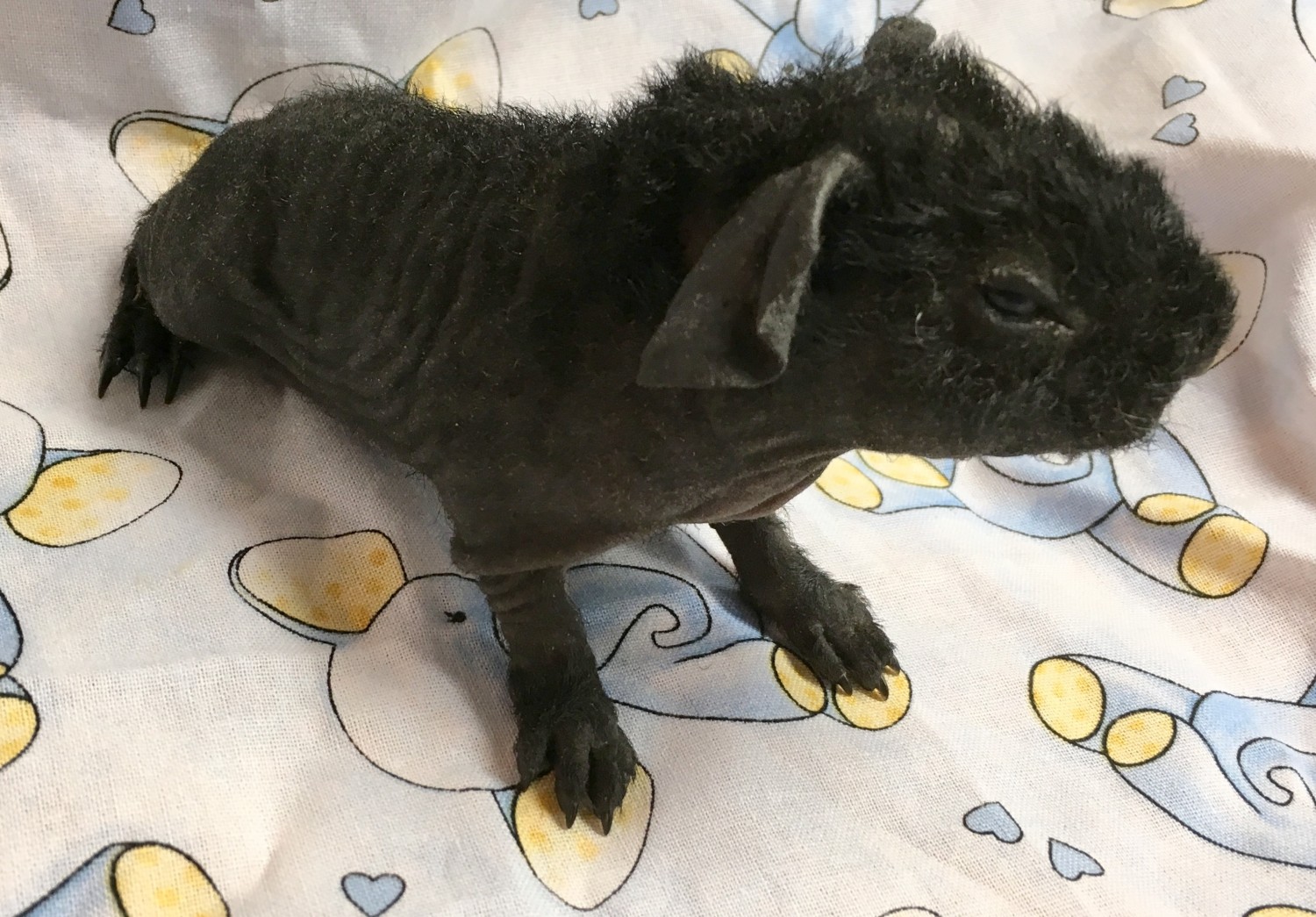 Skinny pig Rodents For Sale Abilene, KS 277584